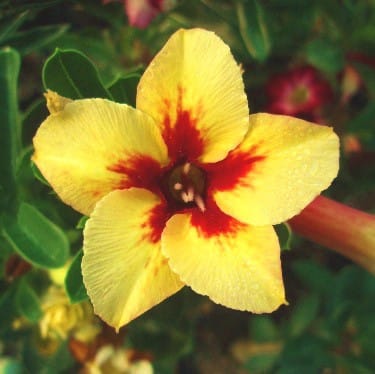 Adenium Obesum Desert Rose Bulb – Desert Rose Flower Bulb Plant Saplings for Garden Planting Set F, 1 Bulb Pack - Image 8