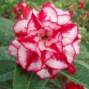 Adenium Obesum Desert Rose Bulb – Desert Rose Flower Bulb Plant Saplings for Garden Planting Set F, 1 Bulb Pack - Image 9