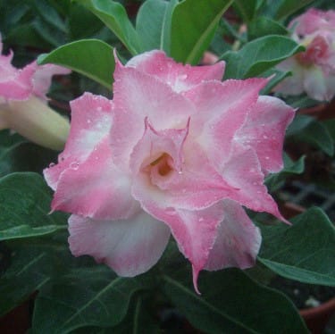 Adenium Obesum Desert Rose Bulb – Desert Rose Flower Bulb Plant Saplings for Garden Planting Set F, 1 Bulb Pack - Image 10