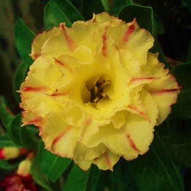 Adenium Obesum Desert Rose Bulb – Desert Rose Flower Bulb Plant Saplings for Garden Planting Set F, 1 Bulb Pack - Image 11