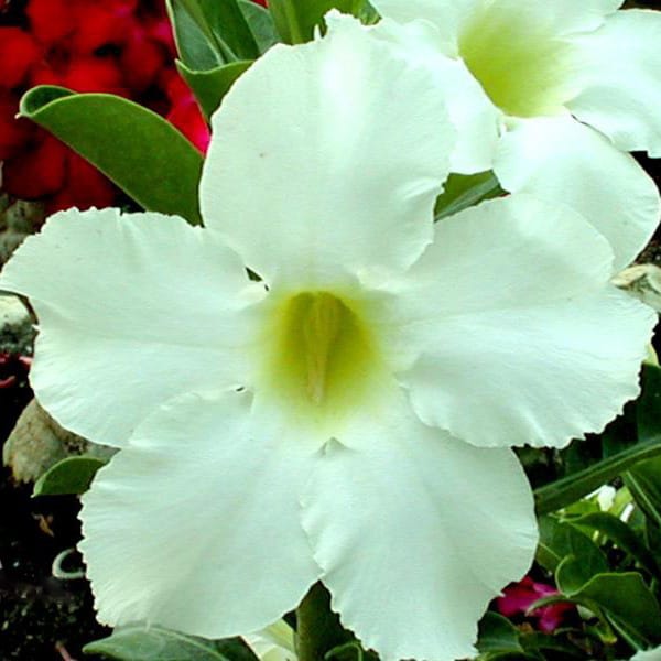 Adenium Obesum Desert Rose Bulb – Desert Rose Flower Bulb Plant Saplings for Garden Planting Set A, 1 Bulb Pack - Image 8