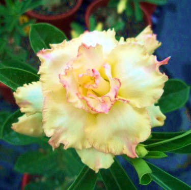 Adenium Obesum Desert Rose Bulb – Desert Rose Flower Bulb Plant Saplings for Garden Planting Set G, 1 Bulb Pack - Image 3