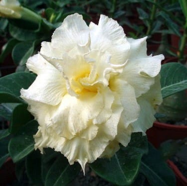 Adenium Obesum Desert Rose Bulb – Desert Rose Flower Bulb Plant Saplings for Garden Planting Set G, 1 Bulb Pack - Image 4
