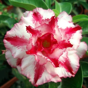 Adenium Obesum Desert Rose Bulb – Desert Rose Flower Bulb Plant Saplings for Garden Planting Set G, 1 Bulb Pack - Image 5