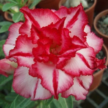 Adenium Obesum Desert Rose Bulb – Desert Rose Flower Bulb Plant Saplings for Garden Planting Set G, 1 Bulb Pack - Image 6