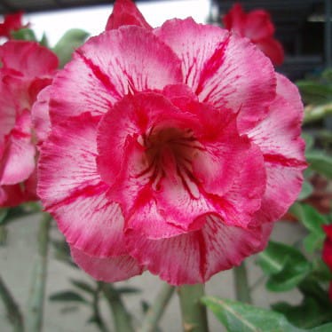 Adenium Obesum Desert Rose Bulb – Desert Rose Flower Bulb Plant Saplings for Garden Planting Set G, 1 Bulb Pack - Image 7