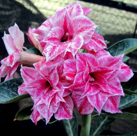 Adenium Obesum Desert Rose Bulb – Desert Rose Flower Bulb Plant Saplings for Garden Planting Set G, 1 Bulb Pack - Image 8