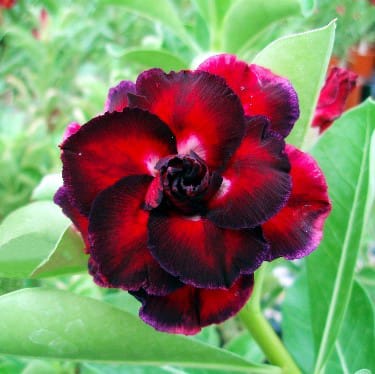 Adenium Obesum Desert Rose Bulb – Desert Rose Flower Bulb Plant Saplings for Garden Planting Set G, 1 Bulb Pack - Image 9