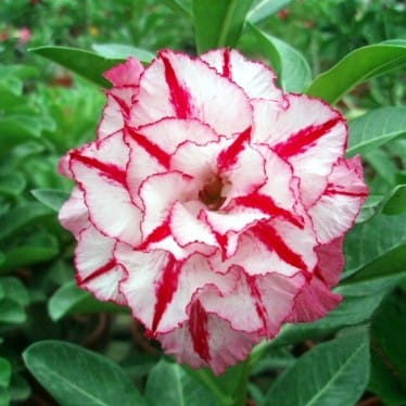 Adenium Obesum Desert Rose Bulb – Desert Rose Flower Bulb Plant Saplings for Garden Planting Set G, 1 Bulb Pack - Image 11