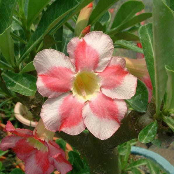 Adenium Obesum Desert Rose Bulb – Desert Rose Flower Bulb Plant Saplings for Garden Planting Set A, 1 Bulb Pack - Image 9