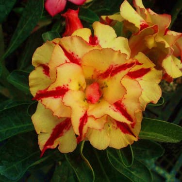 Adenium Obesum Desert Rose Bulb – Desert Rose Flower Bulb Plant Saplings for Garden Planting Set G, 1 Bulb Pack - Image 12