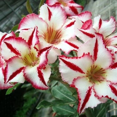 Adenium Obesum Desert Rose Bulb – Desert Rose Flower Bulb Plant Saplings for Garden Planting Set H, 1 Bulb Pack - Image 3