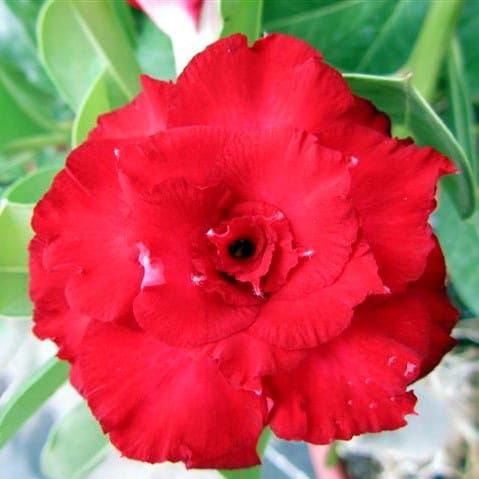 Adenium Obesum Desert Rose Bulb – Desert Rose Flower Bulb Plant Saplings for Garden Planting Set H, 1 Bulb Pack - Image 4