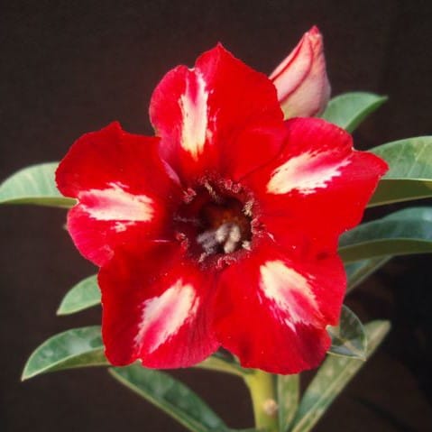 Adenium Obesum Desert Rose Bulb – Desert Rose Flower Bulb Plant Saplings for Garden Planting Set H, 1 Bulb Pack - Image 5