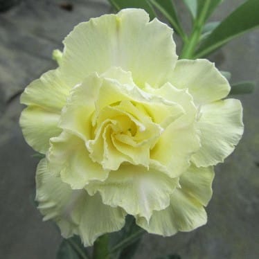 Adenium Obesum Desert Rose Bulb – Desert Rose Flower Bulb Plant Saplings for Garden Planting Set H, 1 Bulb Pack - Image 6