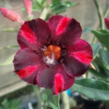 Adenium Obesum Desert Rose Bulb – Desert Rose Flower Bulb Plant Saplings for Garden Planting Set H, 1 Bulb Pack - Image 7