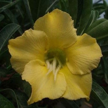 Adenium Obesum Desert Rose Bulb – Desert Rose Flower Bulb Plant Saplings for Garden Planting Set H, 1 Bulb Pack - Image 8
