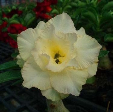 Adenium Obesum Desert Rose Bulb – Desert Rose Flower Bulb Plant Saplings for Garden Planting Set H, 1 Bulb Pack - Image 9