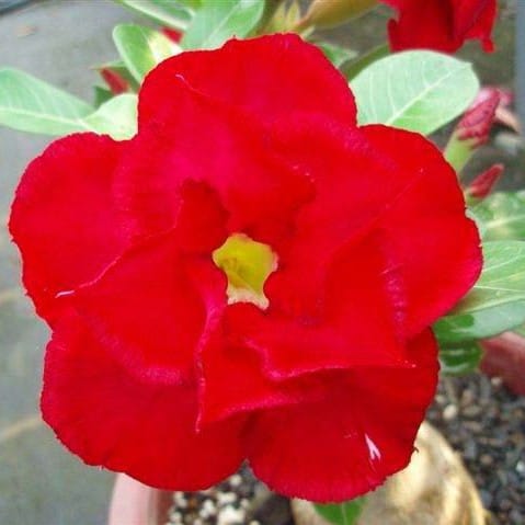 Adenium Obesum Desert Rose Bulb – Desert Rose Flower Bulb Plant Saplings for Garden Planting Set H, 1 Bulb Pack - Image 10