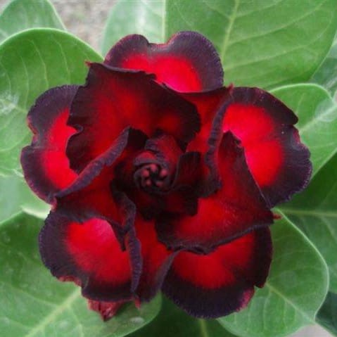 Adenium Obesum Desert Rose Bulb – Desert Rose Flower Bulb Plant Saplings for Garden Planting Set H, 1 Bulb Pack - Image 12