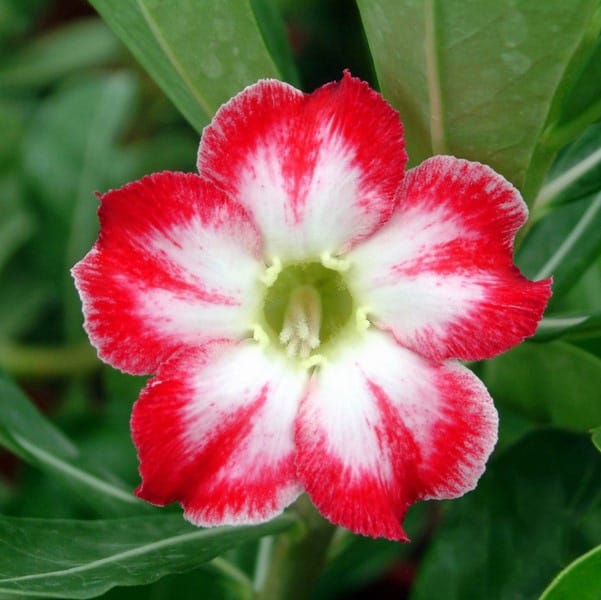 Adenium Obesum Desert Rose Bulb – Desert Rose Flower Bulb Plant Saplings for Garden Planting Set A, 1 Bulb Pack - Image 10