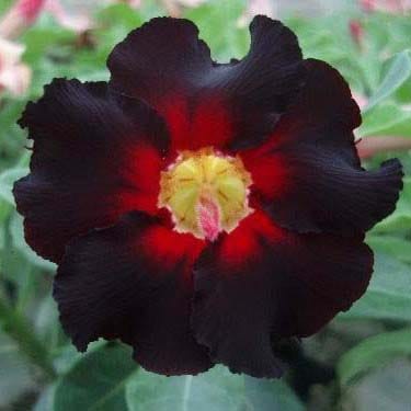 Adenium Obesum Desert Rose Bulb – Desert Rose Flower Bulb Plant Saplings for Garden Planting Set H, 1 Bulb Pack - Image 11