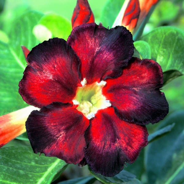 Adenium Obesum Desert Rose Bulb – Desert Rose Flower Bulb Plant Saplings for Garden Planting Set A, 1 Bulb Pack - Image 11