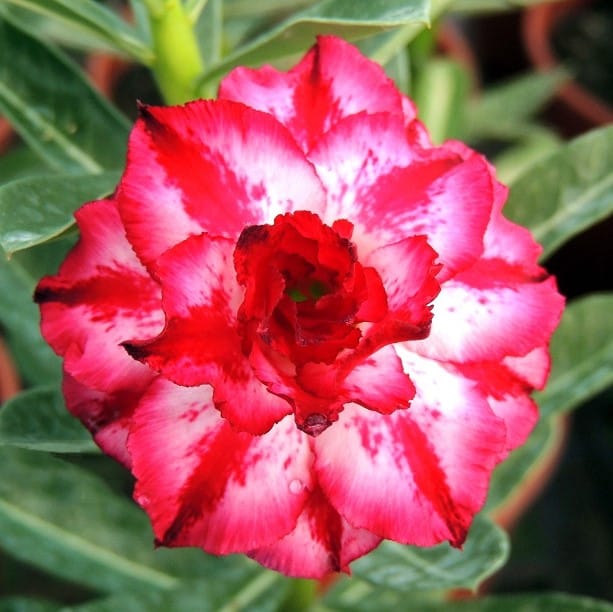 Adenium Obesum Desert Rose Bulb – Desert Rose Flower Bulb Plant Saplings for Garden Planting Set J, 1 Bulb Pack - Image 3