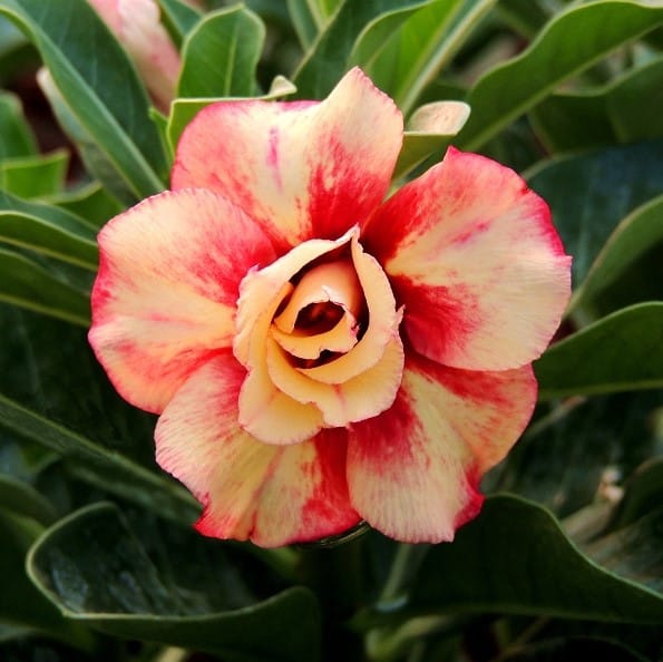 Adenium Obesum Desert Rose Bulb – Desert Rose Flower Bulb Plant Saplings for Garden Planting Set J, 1 Bulb Pack - Image 4