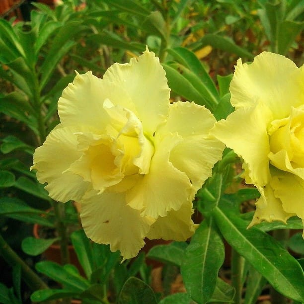 Adenium Obesum Desert Rose Bulb – Desert Rose Flower Bulb Plant Saplings for Garden Planting Set J, 1 Bulb Pack - Image 5