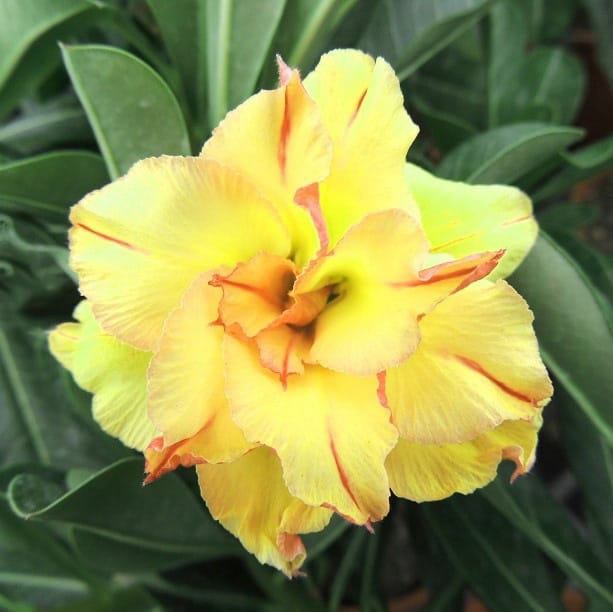 Adenium Obesum Desert Rose Bulb – Desert Rose Flower Bulb Plant Saplings for Garden Planting Set J, 1 Bulb Pack - Image 6