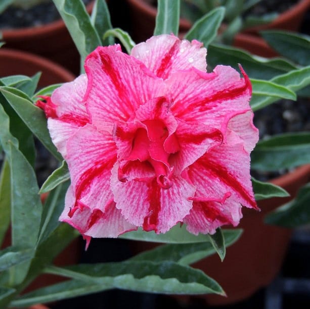 Adenium Obesum Desert Rose Bulb – Desert Rose Flower Bulb Plant Saplings for Garden Planting Set J, 1 Bulb Pack - Image 7