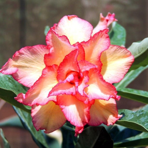Adenium Obesum Desert Rose Bulb – Desert Rose Flower Bulb Plant Saplings for Garden Planting Set J, 1 Bulb Pack - Image 8