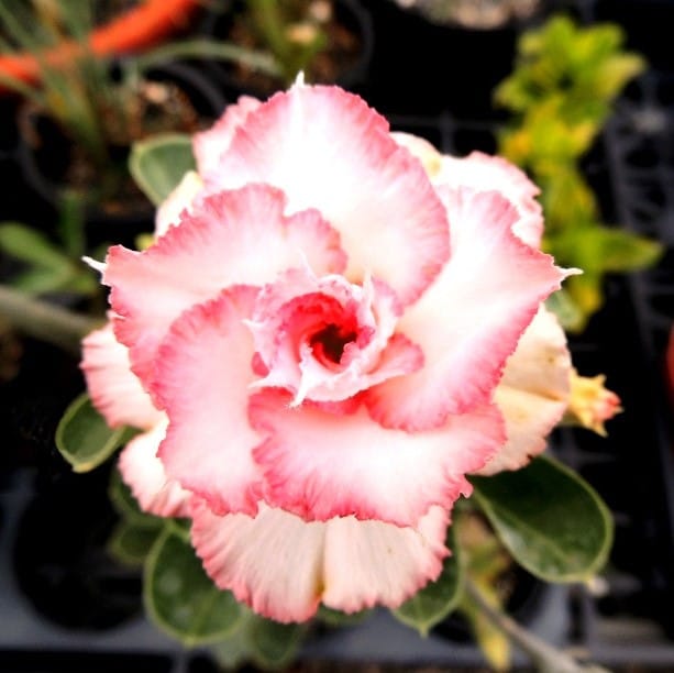 Adenium Obesum Desert Rose Bulb – Desert Rose Flower Bulb Plant Saplings for Garden Planting Set J, 1 Bulb Pack - Image 9
