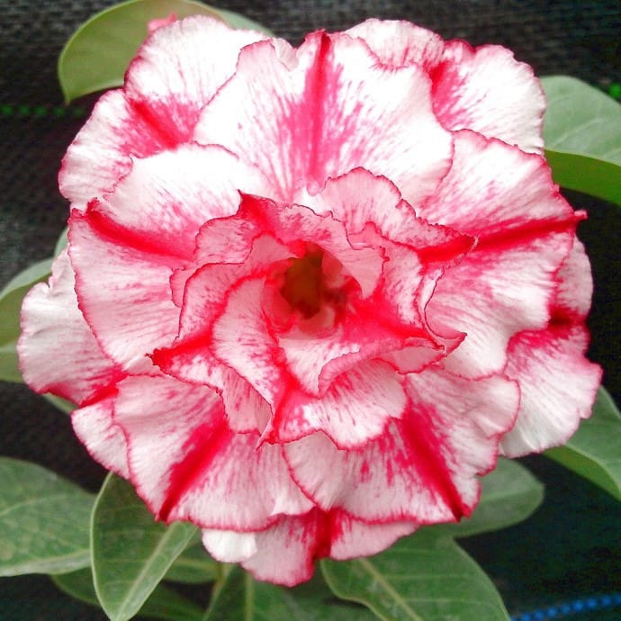 Adenium Obesum Desert Rose Bulb – Desert Rose Flower Bulb Plant Saplings for Garden Planting Set J, 1 Bulb Pack - Image 11